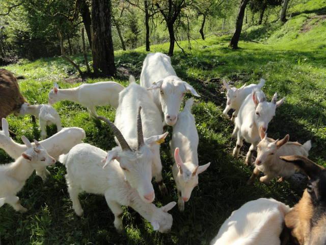 Farm Stay Dolinar Krainer Bohinjska Bela Luaran gambar